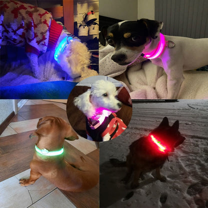 PET LED COLLAR